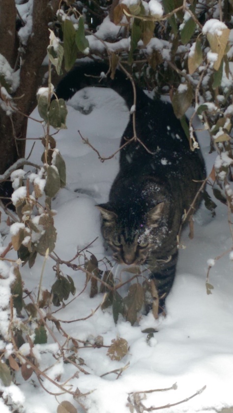 Cat in snow.