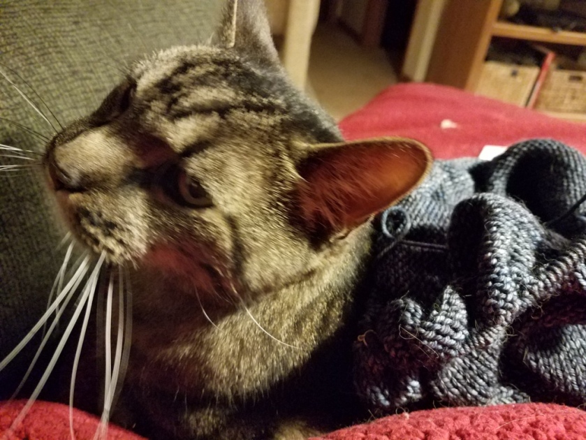 Cat and knitting.